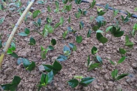 茶花春天怎么移栽