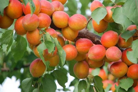 杏树的养殖方法和注意些什么大全