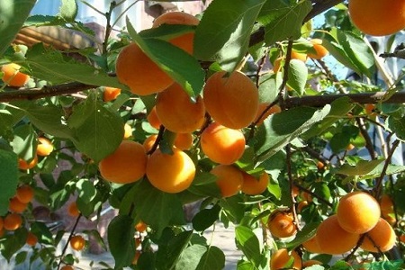 杏树的养殖方法和注意些什么大全