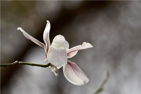 春天玉兰花开花吗