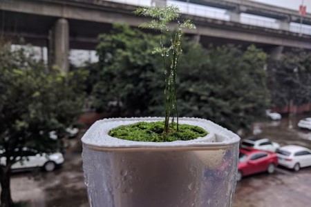 文竹春天发芽吗