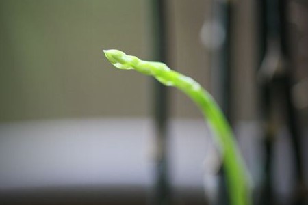 文竹春天发芽吗