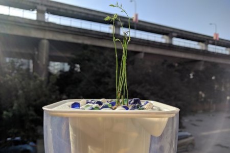 文竹春天发芽吗