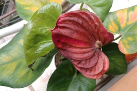 红掌冬天花死了春天还可以长吗