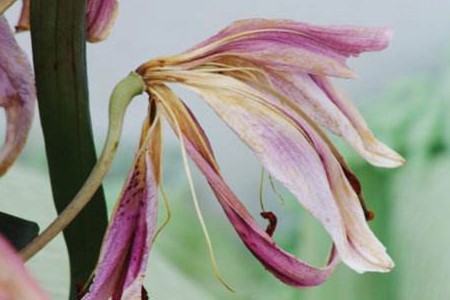 百合开花后要剪掉吗，需要怎么剪？