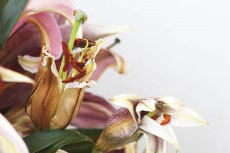 百合开花后要剪掉吗，需要怎么剪？
