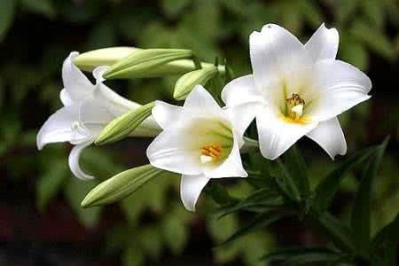 百合花的春季养护方法