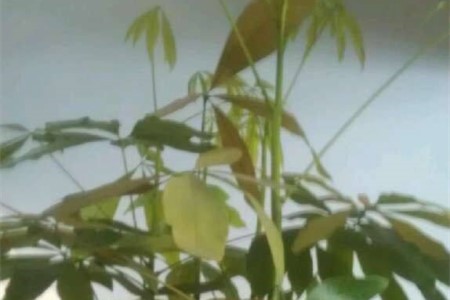 发财树叶子发黄、打蔫是啥原因，需要怎么处理？