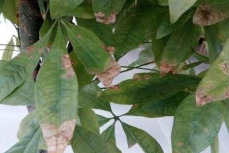 发财树叶子干尖是啥原因，该怎么处理？