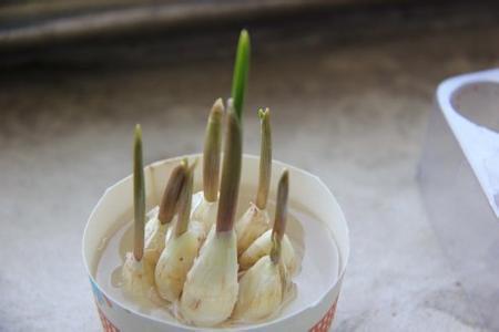 大蒜不发芽的原因，怎么帮助它发芽？