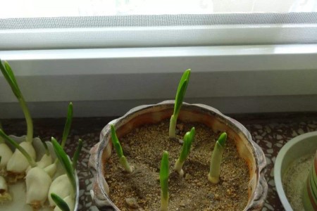 大蒜苗怎么种（附发芽前的养护方法）