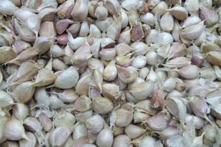 大蒜苗怎么种（附发芽前的养护方法）