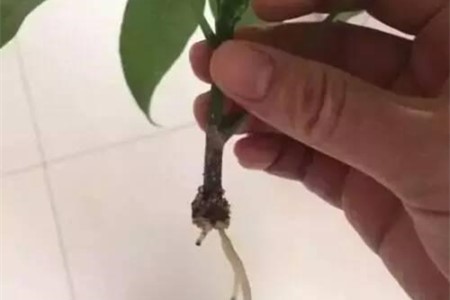 发财树枝条水培能生根吗（附促进生根的方法）