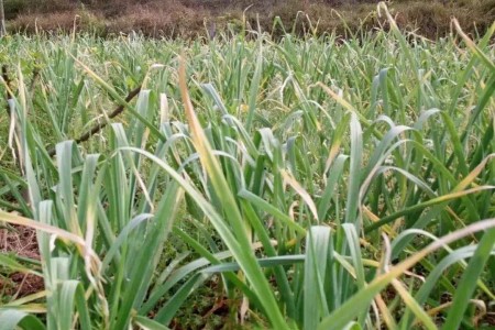 大蒜叶子发黄解决办法（原因和解决办法）