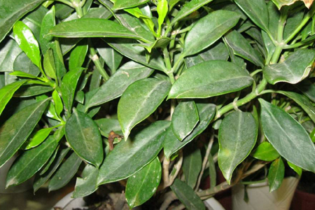 非洲茉莉叶子发软下垂是啥原因，该怎么处理？