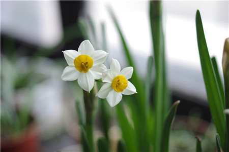 家里能养水仙花吗，在家里应怎么种植？