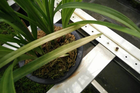 兰花不开花解决办法，怎么补救