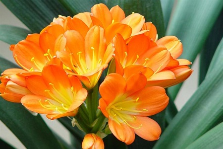君子兰开花后怎么护理（附延长花期的技巧）