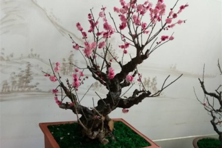 腊梅能放在卧室吗，该怎么养？