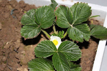 盆栽草莓怎么种植殖（附浇水方法）