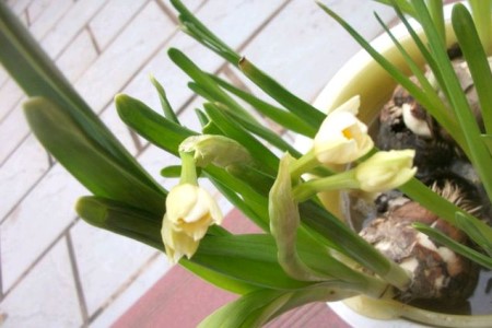 水仙花能剪叶子吗，该怎么剪？