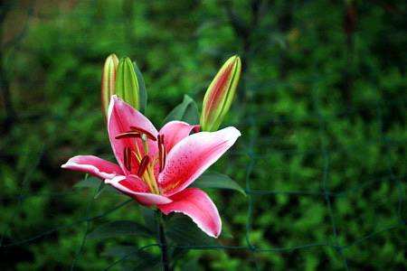 盆栽香水百合花怎么种植，养多长能开花？