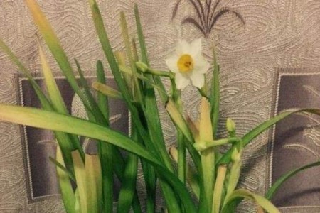 水仙花要晒太阳吗，该怎么晒太阳？