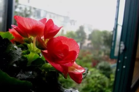 玫瑰海棠怎么浇水，怎么判断它缺水？