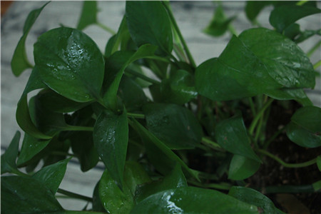 绿萝冬天放在哪好，怎么种植护？
