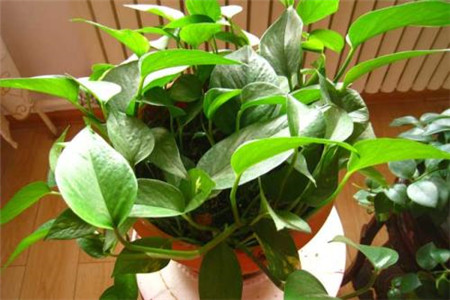绿萝冬天放在哪好，怎么种植护？
