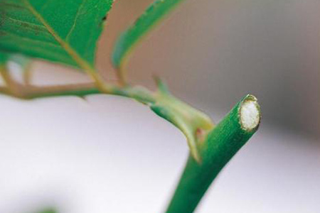 玫瑰花插枝种植方法，怎么养护