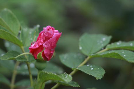 玫瑰花插枝种植方法，怎么养护