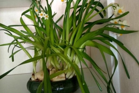 水仙花叶子太长要修剪吗，该怎么剪？