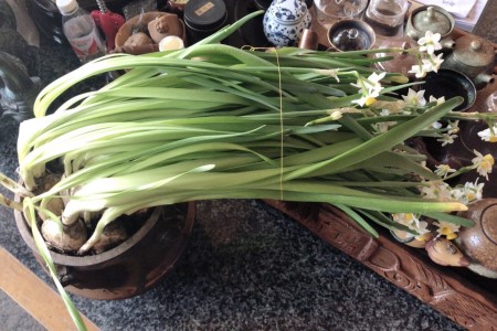 水仙花叶子太长要修剪吗，该怎么剪？