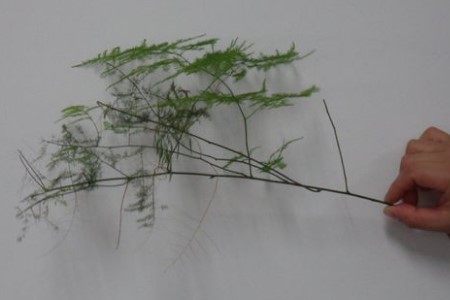 文竹枝条泡水里能长根吗，怎么促进生根？