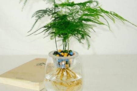 文竹枝条泡水里能长根吗，怎么促进生根？