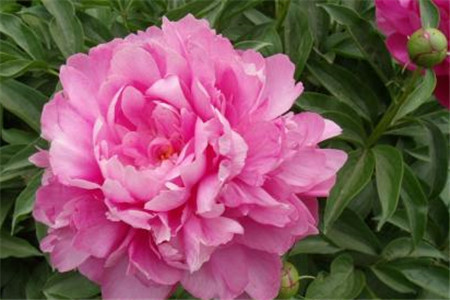 芍药花苗怎么种植，要要注意什么