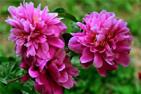 芍药花苗怎么种植，要要注意什么