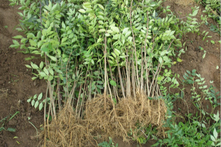 怎么样种植花椒树苗