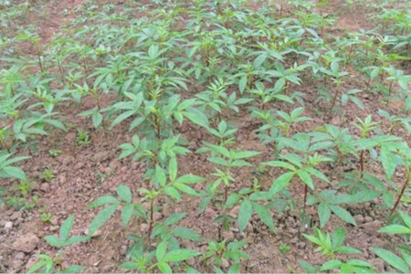 怎么样种植花椒树苗