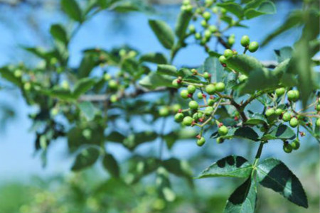 怎么样种植花椒树苗