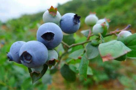蓝莓怎么施肥（自制蓝莓肥料方法，时间和用量）