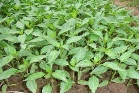 茄子种植时间和方法，怎么育苗