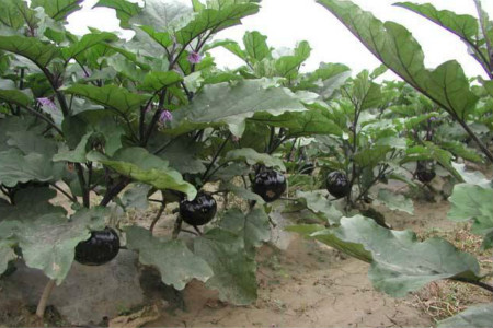 茄子种植时间和方法，怎么育苗