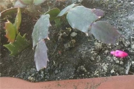 蟹爪兰掉花骨朵解决办法（原因及处理方法）