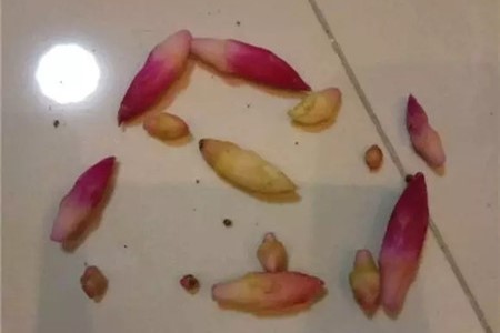 蟹爪兰掉花骨朵解决办法（原因及处理方法）