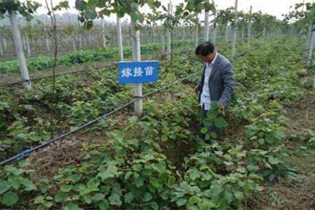 猕猴桃怎么嫁接（时间和方法）