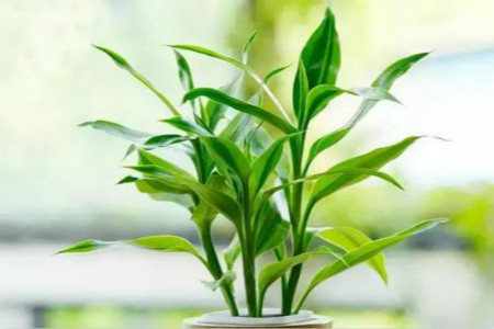 竹子怎么种植才能更旺盛