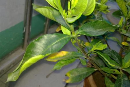 栀子花叶子发黄是啥原因，该怎么解决？