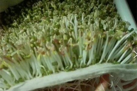 绿豆芽怎么生，自家怎么样快速生绿豆芽？